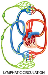 Lymphatic Circulation System Diagram
