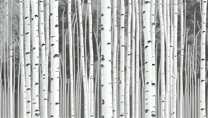 white birch tree forest, texture background