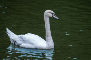 A graceful white swan swimming on a lake with dark water. The white swan is reflected in the water