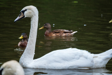 A graceful white swan swimming on a lake with dark water. The white swan is reflected in the water