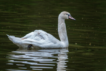 A graceful white swan swimming on a lake with dark water. The white swan is reflected in the water