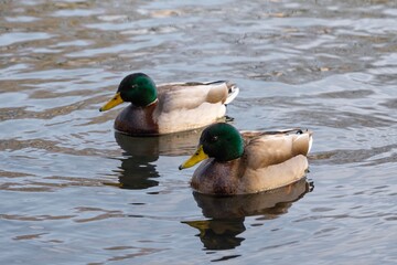 wild ducks swimming on the lake