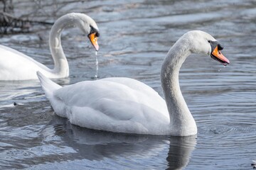 Fototapeta na wymiar a couple of swans swimming on the lake