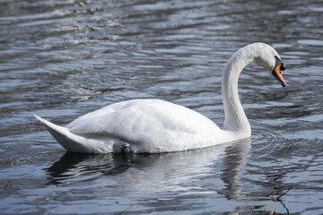 swan swimming on the lake