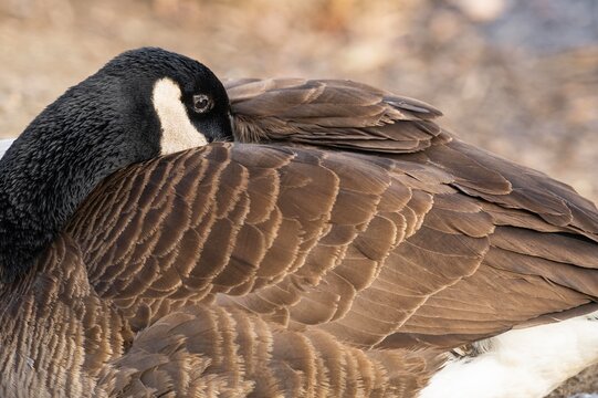 canada goose hiding its beak into the feather
