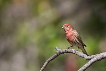 House finch. Haemorhous mexicanus