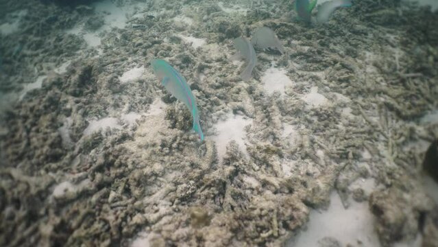 Blue parrotfish (Scarus coeruleus) eating coral in shark bay, koh tao island, thailand