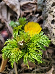 Yellow amur adonis blooming in spring - obrazy, fototapety, plakaty
