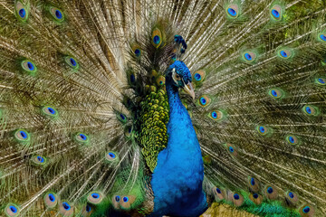 Obraz premium peacock with feathers out