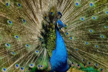 Fotobehang peacock with feathers out © Riadi