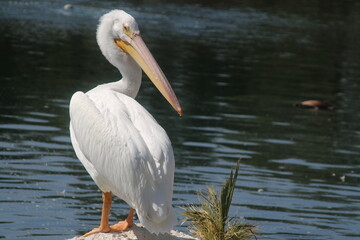 white pelican