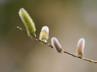 早春のネコヤナギ