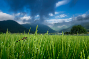 トンボと稲 © 信敏 佐藤