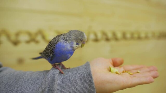 A budgerigar on a hand pecks at bird food. A parrot is a cute pet. Bird at home.