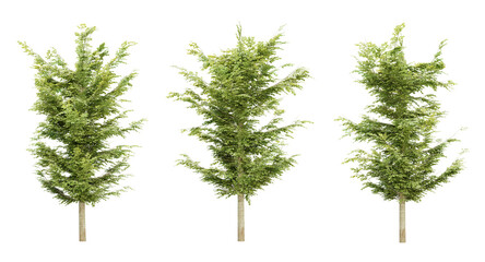Set of green trees in transparent background, use for visualization in architectural design, 3d render illustration.