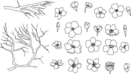 Cherry blossom vector illustration on white isolated.Peach blossom for doodle art on background.Sakura vector for tattoo design.Symbol flower of Japanese.Plum blossom vecor collection.beautiful floral