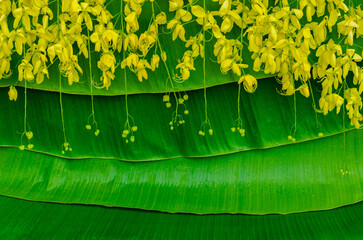Ratchapruek or Golden shower flower which is symbol for Thailand Songkran festival hanging on banana leaves background.