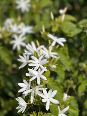 white flowers on the background grass green jasmine plant