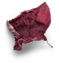 A Wrinkled up  Red Poinsettia Leaf Cutout with shadow on transparent ground
