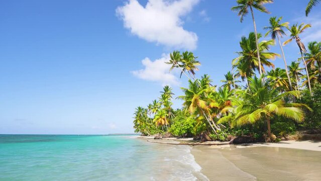 A Malaysian beach and long palm trees hang over the Indian Ocean. Landscape of a palm island in the Indian Ocean. Marine background. A deserted wild beach on a paradise island. Space for copy.