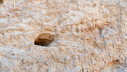 swallow nests in a steep cliff