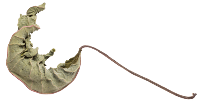 An isolated wrinkled shrivelled up dry green leaf 