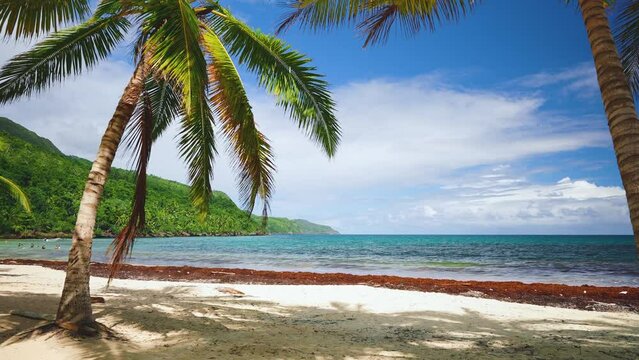 Dominican coastline background with colorful palm trees on golden sand. Beautiful palm trees of a tropical beach near the turquoise sea on a summer sunny day on a paradise island. Relaxation at sea.