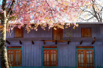 Spring arrives in Dalat city, cherry blossoms bloom everywhere, everyone is excited to take photos...