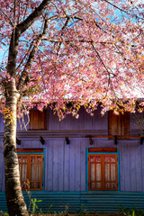 Spring arrives in Dalat city, cherry blossoms bloom everywhere, everyone is excited to take photos...