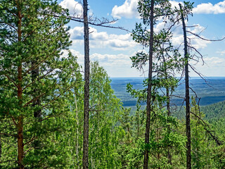 Fototapeta premium trees growing on the mountainside in summer