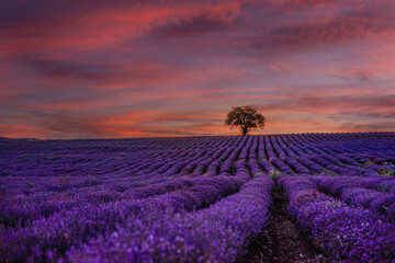 Fototapeta na wymiar Purple Lavender Field at Pink Sunset in Provence France
