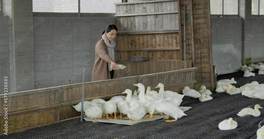 Wall mural Woman feed the duck in tourist farm