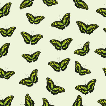 butterflies pattern vector image