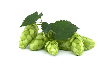 Hop cones with leaf over a white background