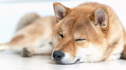 Cute female pedigree shiba inu dog with red fur sleeping in human bed with pink sheets, closeup with natural light from window. Dreamy peaceful.