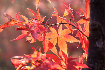 木漏れ日のもみじ