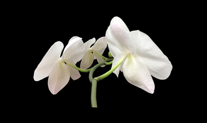 Naklejka na ściany i meble Isolated bouguet of white vanda orchid flower with clipping paths.