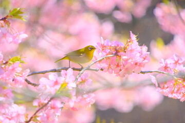 桜の花と野鳥のメジロ