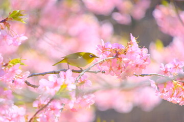 桜の花と野鳥のメジロ