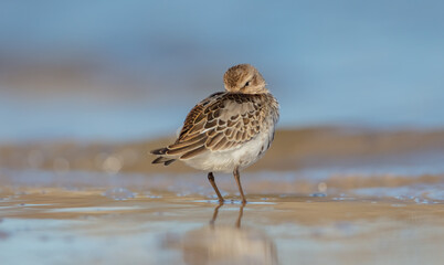 Dunlin - young bird at a seashore on the autumn migration way