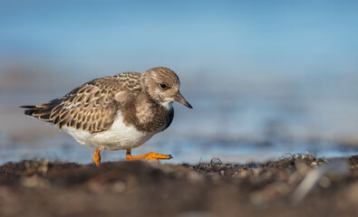 Ruddy Turnstone -  at the sea shore on autumn migration way