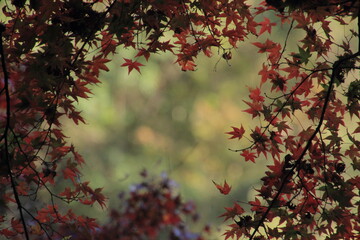 愛媛県大洲市　白滝公園の紅葉