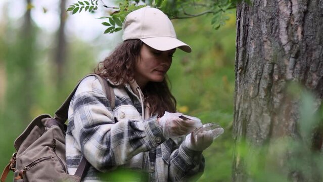 In a forest area, an ecologist takes plant samples and puts them in a container for research in a laboratory. Environment and ecosystem concept. Biology activist.