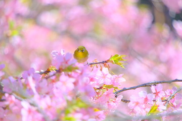 桜の花と野鳥のメジロ