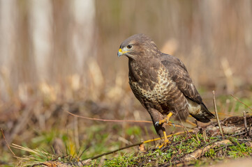 Common Buzzard in winter at a wet forest