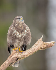 Common Buzzard in early spring at a wet forest