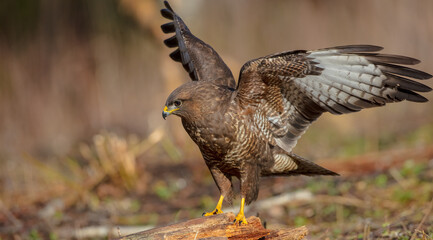 Common Buzzard in early spring at a wet forest