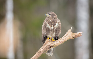 Common Buzzard in early spring at a wet forest