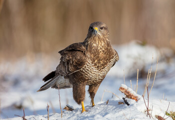 Common Buzzard in early spring at a wet forest