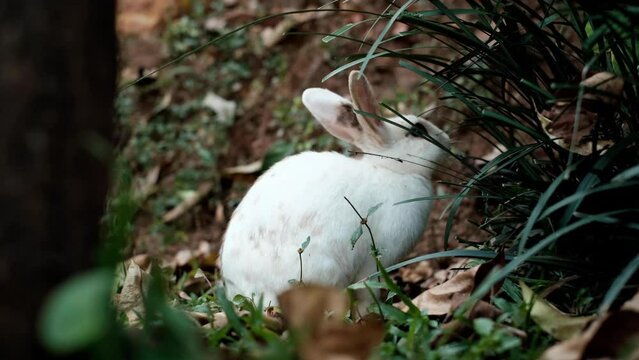 white rabbit in the forest